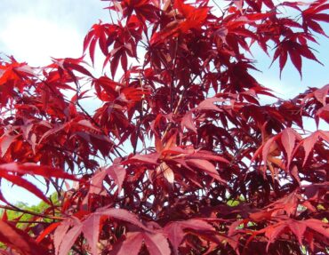 10 popularnih vrsta biljaka za dvorište Kada želite da vaš vrt bude lep, zdrav i pun života, odabir pravih biljaka je ključan.